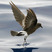 Wilson's Storm-Petrel
